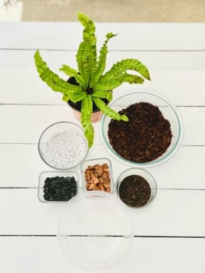 Crispy wave fern soil recipe