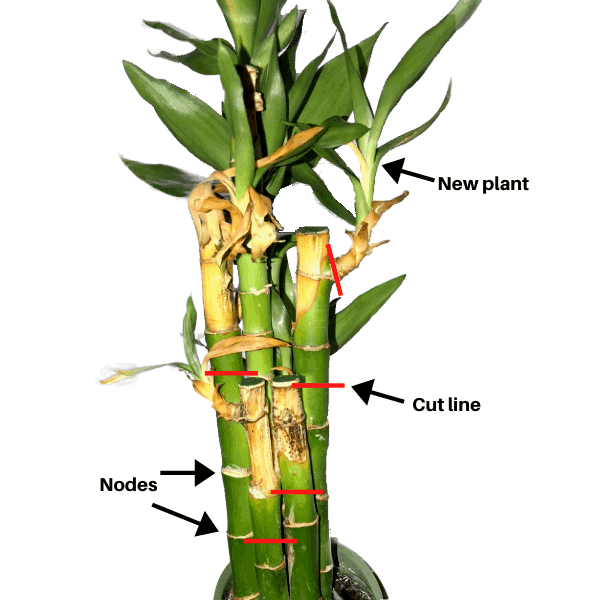 Dying lucky bamboo with arrows pointing to the nodes, cut lines, and new plant.
