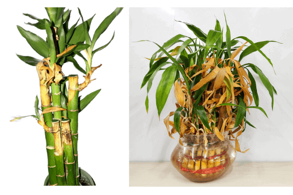 Lucky bamboo plants turning yellow
