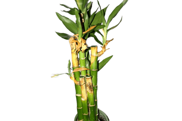 dying lucky bamboo