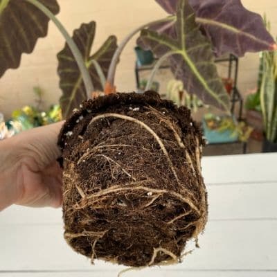 Alocasia Polly roots
