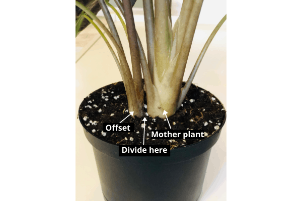 To propagate Alocasia Polly, divide the roots of the offset plant from the mother plant.