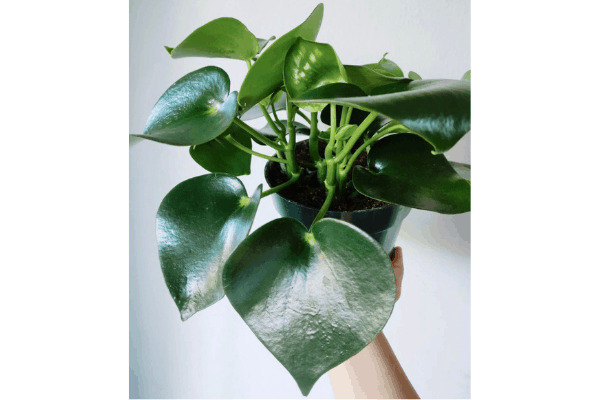 Peperomia Polybotrya with heart-shaped leaves