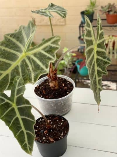 Potted Alocasia Polly plants after offset division