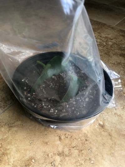 Peperomia Polybotrya propagation from leaf cuttings. Step 3: cover the soil tray with a plastic bag for humidity.