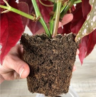 Begonia Maculata roots fill its pot
