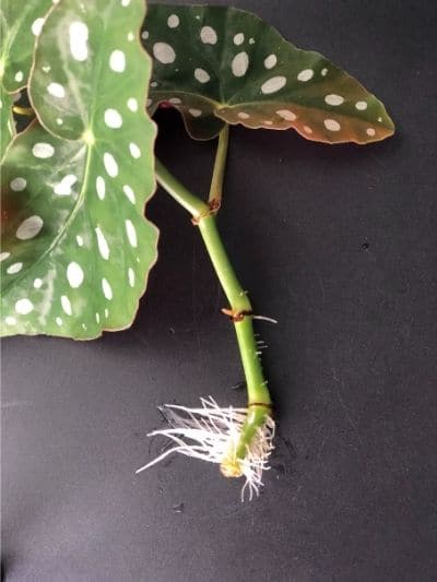 Begonia Maculata root growth of 1 to 2 inches after 25 days of water propagation