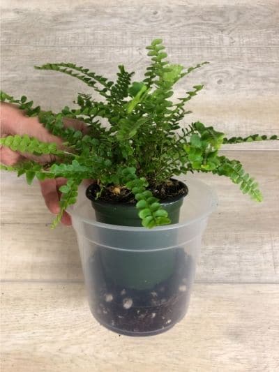 Lemon button fern care and repotting
