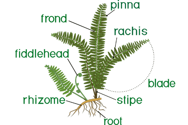 Parts of a fern. Pinna, frond, fiddlehead, rachis, rhizome, blade, stipe, and root.