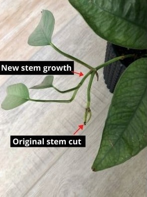 New stem growth from a cut Cebu Blue Pothos stem