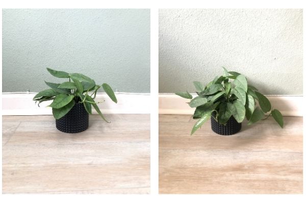 My Cebu Blue Pothos grew about 30% larger over 3 months