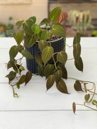 Philodendron Micans in decorative pot