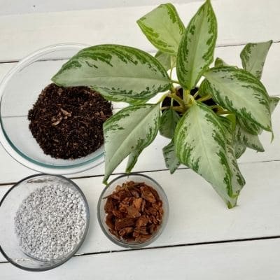 Soil recipe for Aglaonema Silver Bay plant