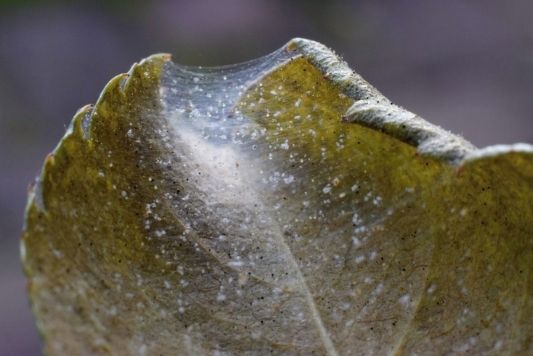 Spider mites and webbing covering a leaf