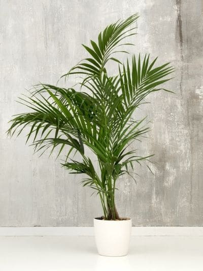 Buy the Kentia Indoor Palm Tree