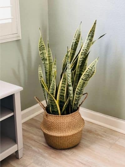 Snake Plant in seagrass basket