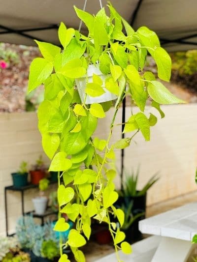 Golden Pothos Propagation: The Ultimate Guide for Success