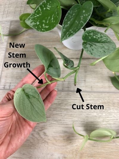 New Satin Pothos stem growth from a cut stem