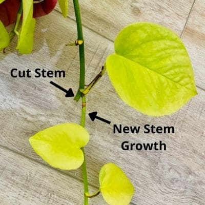 New stem growth from a cut Neon Pothos stem