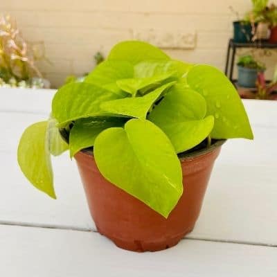 Rooted Neon Pothos cuttings planted in pot