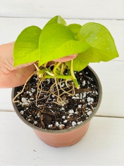 Rooted Neon Pothos cuttings ready to plant